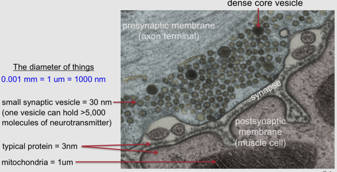 <ul><li><p>it allows to see small anatomical structures like synaptic vessels. </p></li><li><p>It was used to create a photo of a synapse between a motor neuron and a muscle cell in the common frog</p></li></ul><p></p>