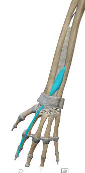 <p>Extenseur de l’index</p>