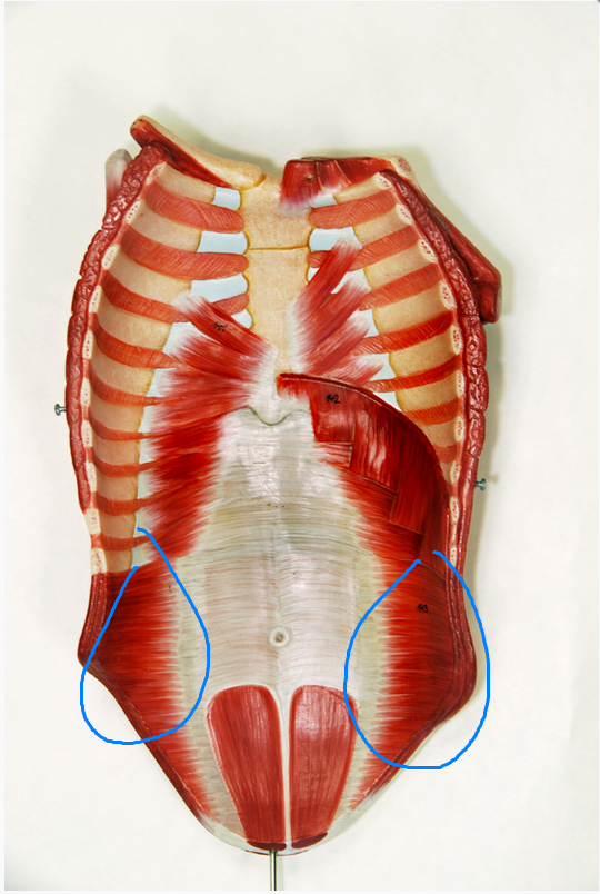 <p>What is the Action of the Muscle Circled</p>