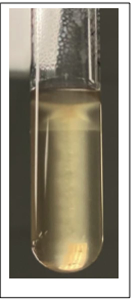 <p>This pathogen was isolated from the brain stem of a cow with unilateral neurological signs. Presumptive diagnosis was "circling disease". A selective broth enrichment culture technique was used to isolate the pathogen provided. This organism is catalase-positive and CAMP-positive.</p><p>Examine and Interpret the SIM (Sulphide-Indole-Motility medium test) reaction tube incubated at room</p><p>temperature (at 20-24⁰C). ** Indole reaction is not relevant for this.</p>