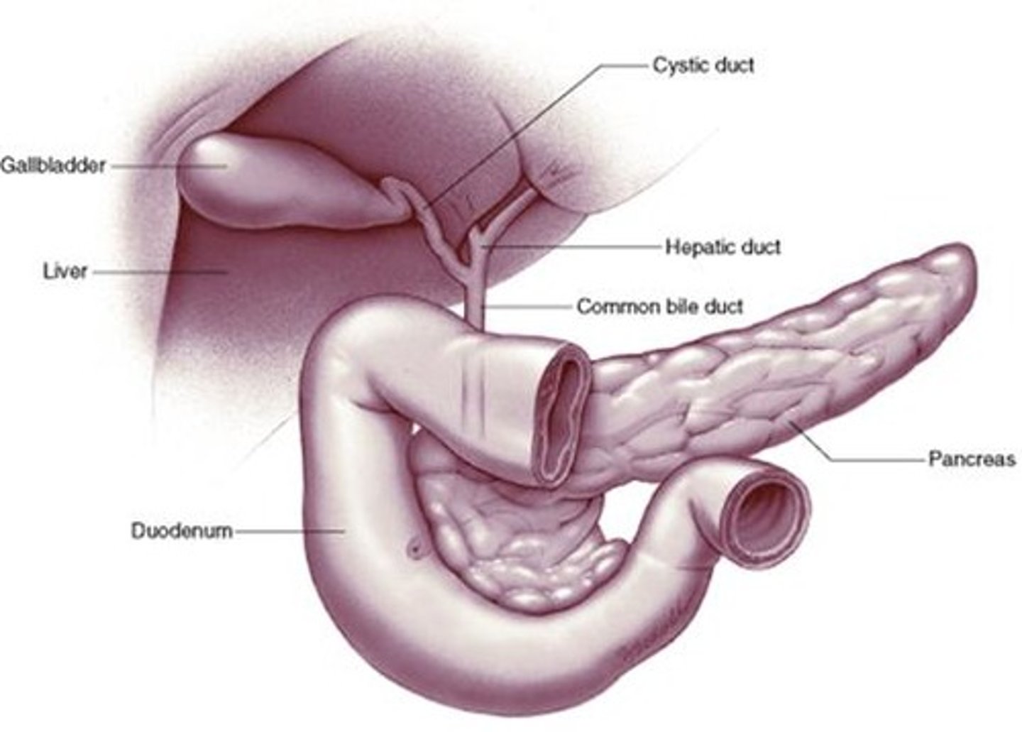 <p>Gland that regulates blood sugar levels.</p>