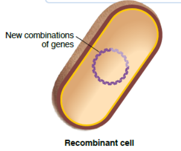 <p>genetic information can be transferred horizontally between cells of the generation</p><p></p>