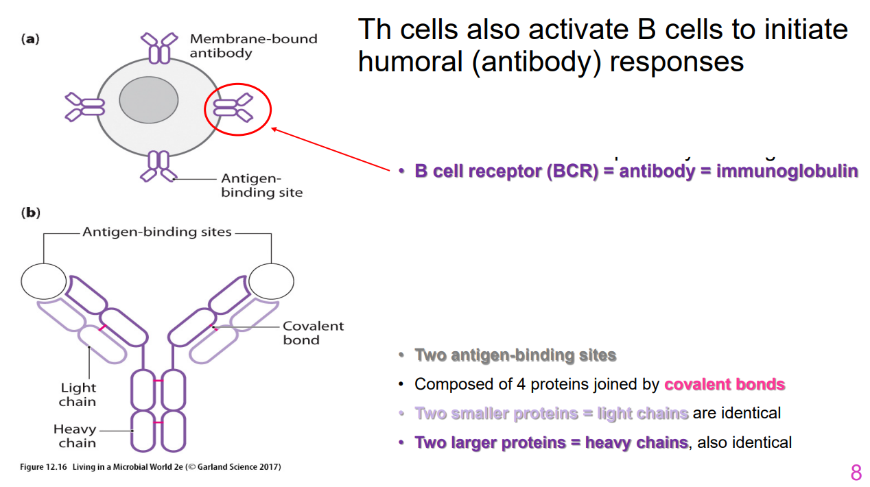 <p>- B cells complete development in bone marrow</p><p>- Each B cell has its own specificity for antigen (B cell receptor (BCR) = antibody = immunoglobulin</p><p>- Mature, but naive, B cells leave bone marrow and begin circulation</p><p>- Antibodies are secreted by BCRs - protein molecules that recognise specific foreign antigen</p><p>- Bind free floating antigen - no need for MHC processing/presentation</p><p>- Two antigen binding sites</p><p>- Composed of 4 proteins joined by covalent bonds</p><p>- Two smaller proteins = light chains are identical</p><p>- Two larger proteins = heavy chains, also identical</p><p>.</p><p>- basically antibodies are secreted B cell receptor</p>