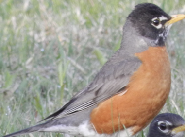 <p>What Bird is this? (and gender)</p>