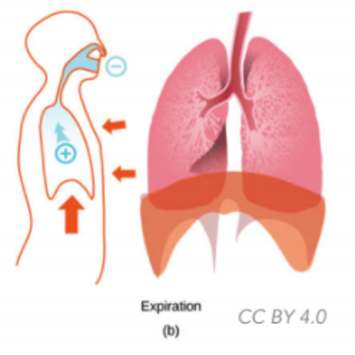 <p>the pressure</p><p>increases</p><p>(Note: diaphragm</p><p>relaxes -&gt; decreases</p><p>lungs' volume-&gt;</p><p>increases lungs'</p><p>pressure above</p><p>atmospheric-&gt;</p><p>air rushes out)</p>