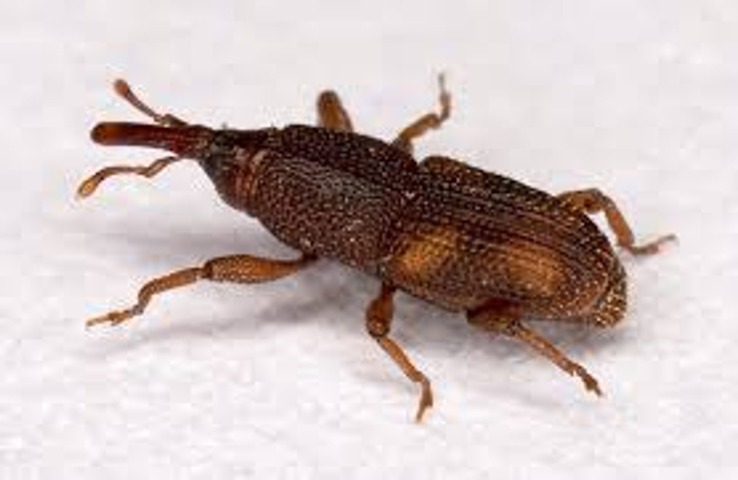 <p>Beetle Family</p>