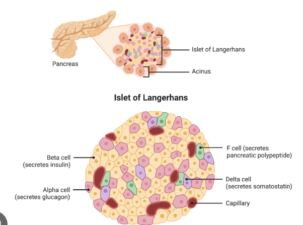 <ul><li><p class="">are clusters of <strong>endocrine cells</strong> in the pancreas that secrete hormones regulating <strong>blood glucose levels</strong>.</p></li><li><p class="">They contain <strong>alpha cells (glucagon), beta cells (insulin), delta cells (somatostatin), PP cells (pancreatic polypeptide), and epsilon cells (ghrelin)</strong>.</p></li><li><p class="">Their main function is <strong>glucose homeostasis</strong>, controlled by insulin (lowers blood sugar) and glucagon (raises blood sugar).</p></li><li><p class=""><strong>Disorders like diabetes mellitus</strong> occur when the balance of insulin and glucagon is disrupted</p></li></ul><p></p>
