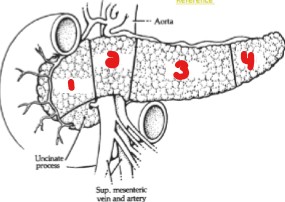 <p>Label the parts of the pancreas.</p>