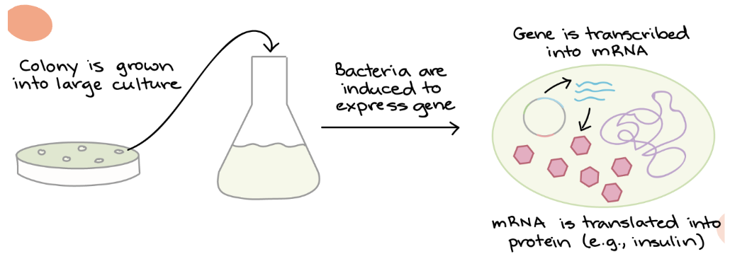<p><strong>5. </strong>Colonies of transformed bacteria should be observed on nutrient agar</p><ul><li><p><em><u>Transformed</u></em> → should form <strong>colonies</strong> as they contain tcl gene, conferring <strong>resistance</strong> to tetracycline in the culture</p></li><li><p><em><u>Untransformed</u></em> → unable to form colonies as they <strong>do not </strong>contain tcl gene and die</p></li></ul><p></p>