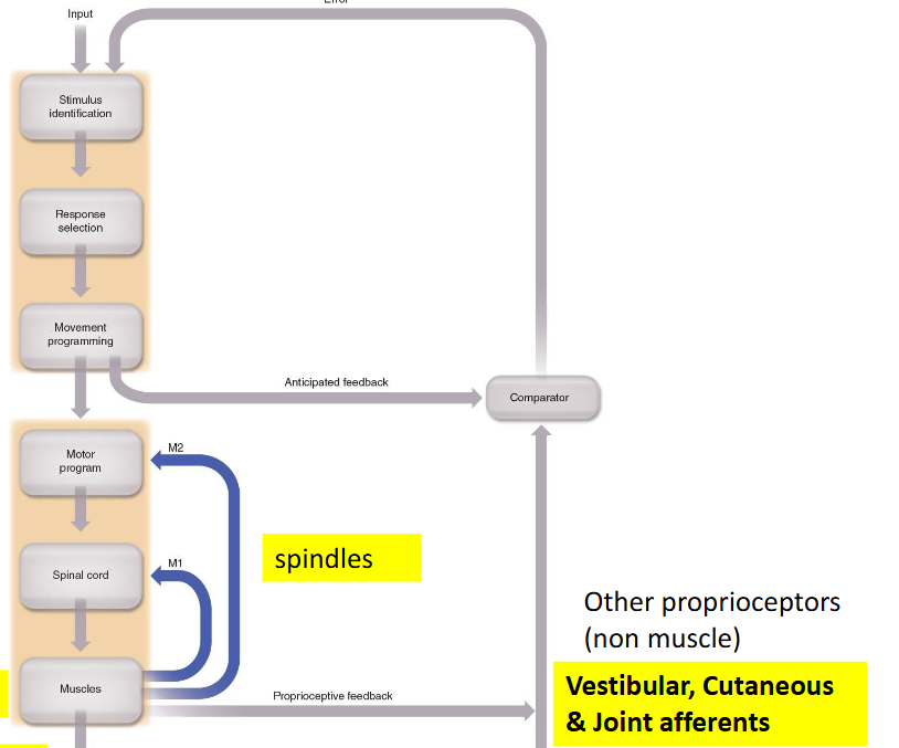 <p>(from muscle) <strong>vestibular apparatus </strong>» proprioceptive feedback » comparator »error to SI</p>