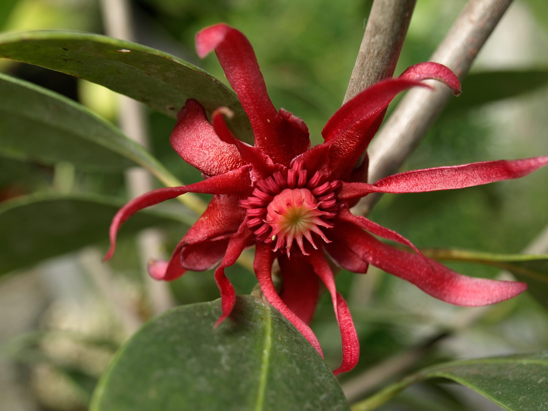 <p>basal angiosperm; Illiciales; star anise</p>