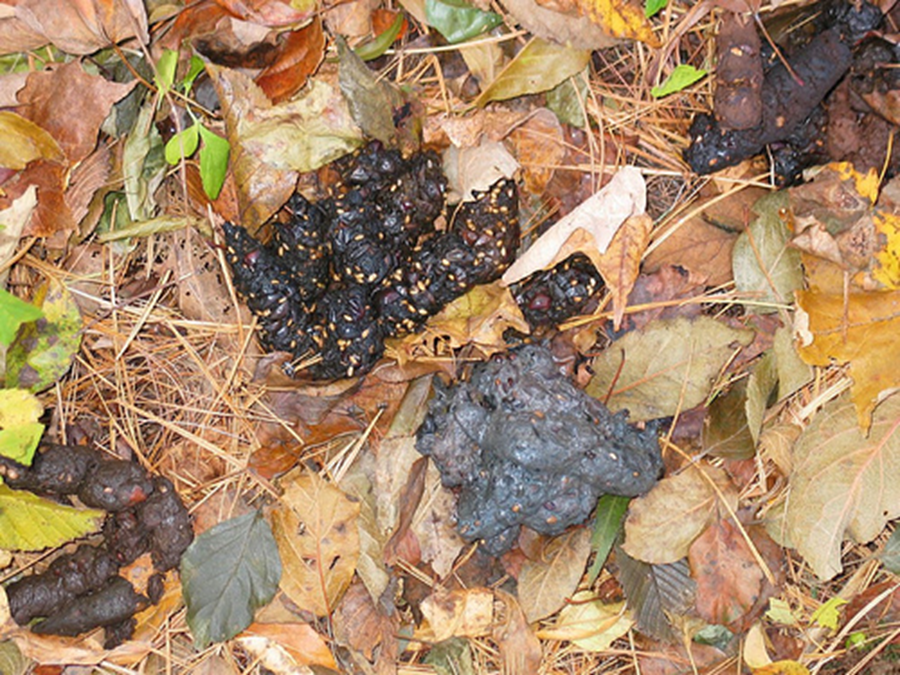 <p><span>A tubular shape, dark brown to black color, and contents from its omnivorous diet like seeds, fruit, fur, and insect exoskeletons</span></p>