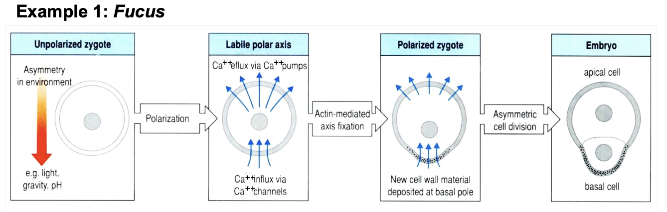 <ol><li><p>uniform sphere for the first few hours</p></li><li><p>polarises:</p></li></ol><p>Rresult after first cell division:</p><ul><li><p>one Apical cell→ produce the frond on the sea weed</p></li><li><p>one Basal cell→ make the hold fast</p></li></ul><p></p>