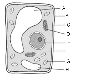 <p>Label and identify this image</p>