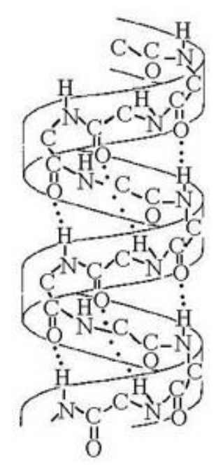 <p>The structure depicted the accompanying figure shows the ________</p><p>A) 1-4 linkage of the α-glucose monomers of starch</p><p>B) 1-4 linkage of the β-glucose monomers of cellulose</p><p>C) double-helical structure of a DNA molecule</p><p>D) α-helix secondary structure of a polypeptide</p><p>E) β-pleated sheet secondary structure of a polypeptide</p>