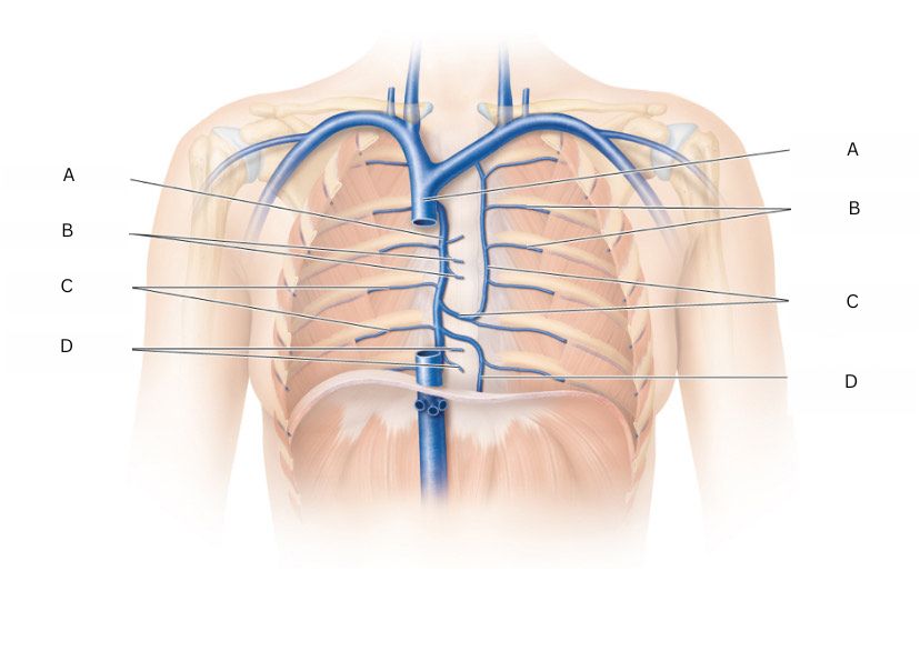 <p>(veins of the posterior thorax) what letter is A</p>