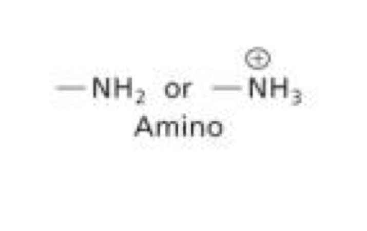 <p>-NH2 or NH3+</p>