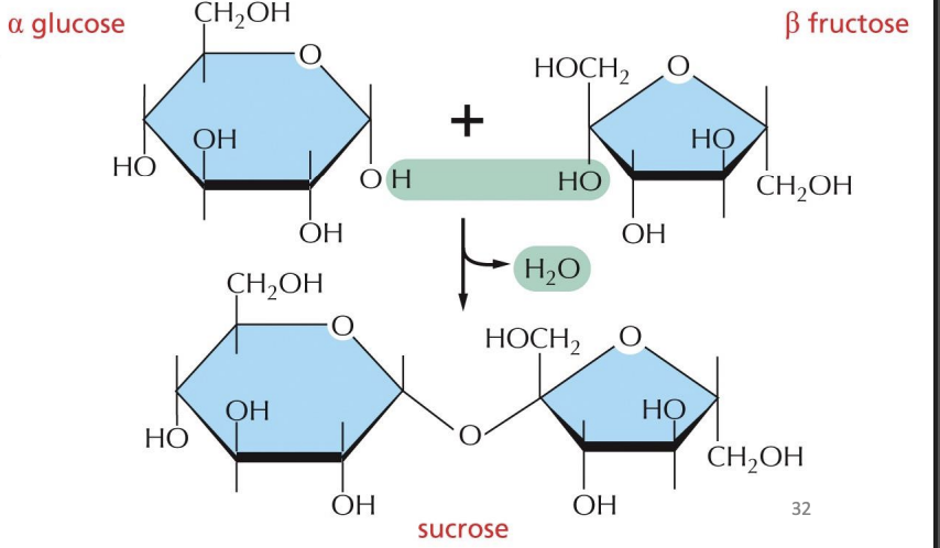 <p>• Covalent bond formed between C1 of one sugar and hydroxyl (OH) of another sugar</p><p>• Generates C-O-C linkage between sugars</p><p>• Alpha(1,4) linkage</p>