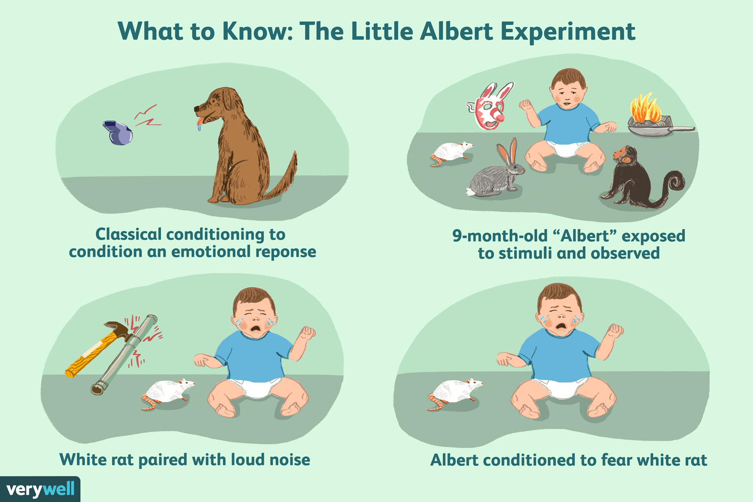 <p><strong><em><u>Aim: To demonstrate that phobias can be learnt through classical conditioning</u></em></strong></p><p><strong>Procedure: </strong>A <strong>9-month old</strong> boy called Little Albert was presented with a <strong>white rat </strong>and his <strong>reaction</strong> to the rat was noted</p><p>Albert was presented again but this time a <strong>loud noise</strong> was made by striking a steel bar with a hammer</p><p>This was <strong>repeated </strong>and eventually the rat was presented in front of Albert <strong>without </strong>a loud noise</p>