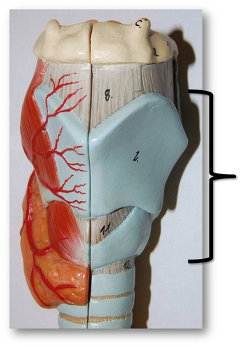 -The Voice Box
-Part of the Respiratory System