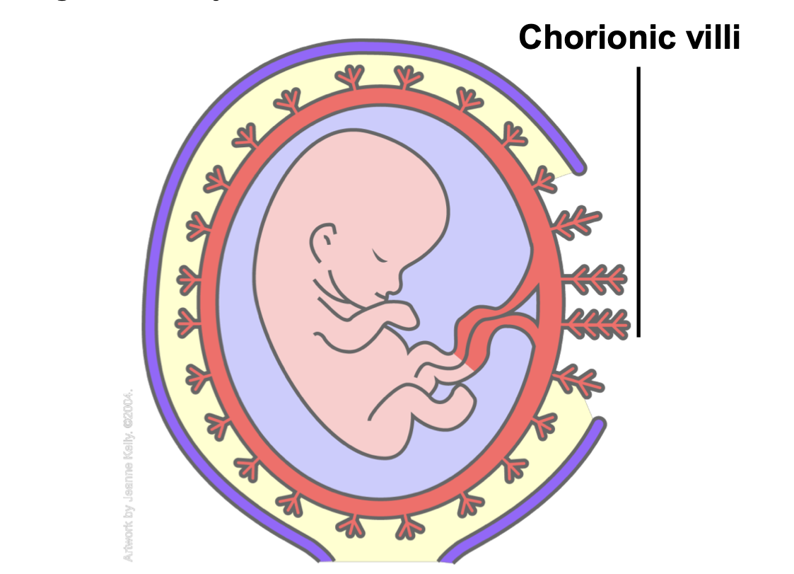 <p>Foetus is an allograft that is not rejected</p><p> Allograft - a tissue graft from a donor of the</p><p>same species as the recipient but not</p><p>genetically identical</p>