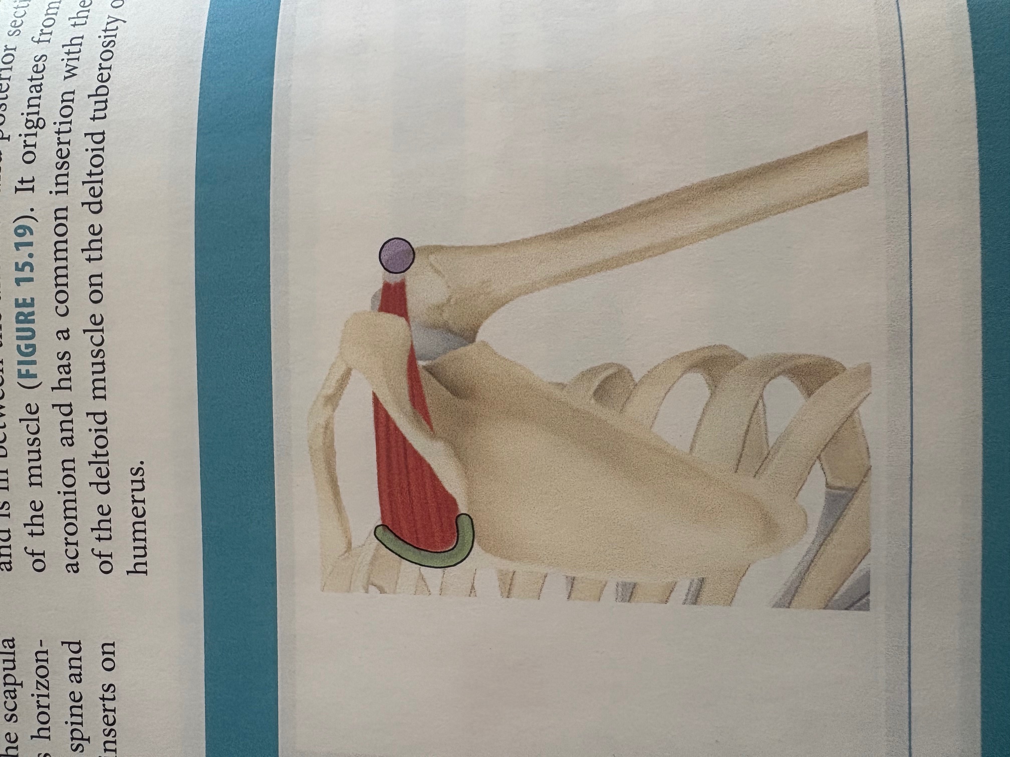<p>Supraspinatus </p>