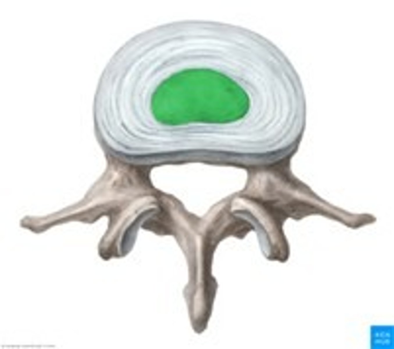 <p>inner gelatinous nucleus, gives disc its elasticity and compressibility</p>