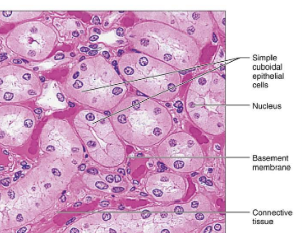 <p>Simple cuboidal function</p>