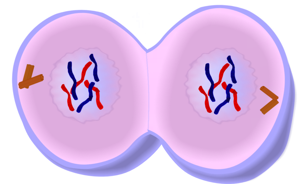 <p>What phase of mitosis is this?</p>
