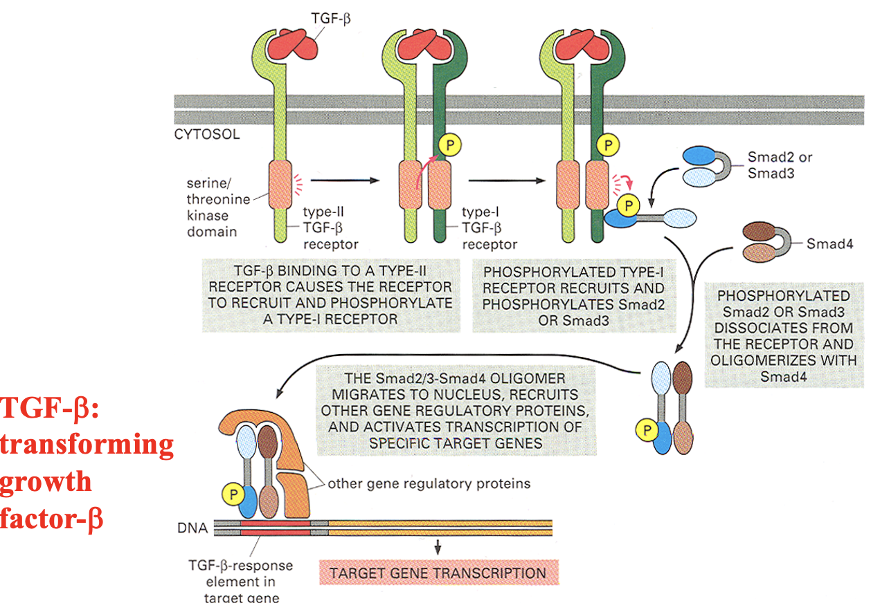 <p>TGF-β binds a Type II ser/thr kinase receptor, which activates a Type I receptor that phosphorylates Smad2 or Smad3 → Smad2/3 then complexes with Smad4 (dissociates from receptor) and enters the nucleus to regulate gene transcription.</p>