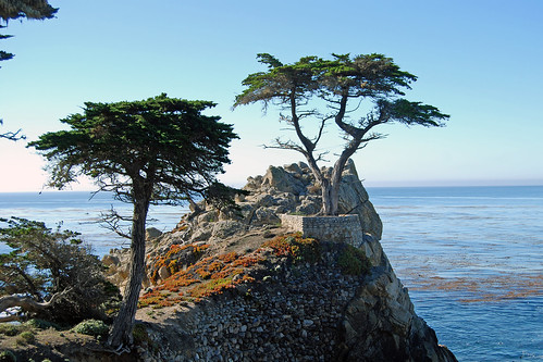 (Cupressus macrocarpa)