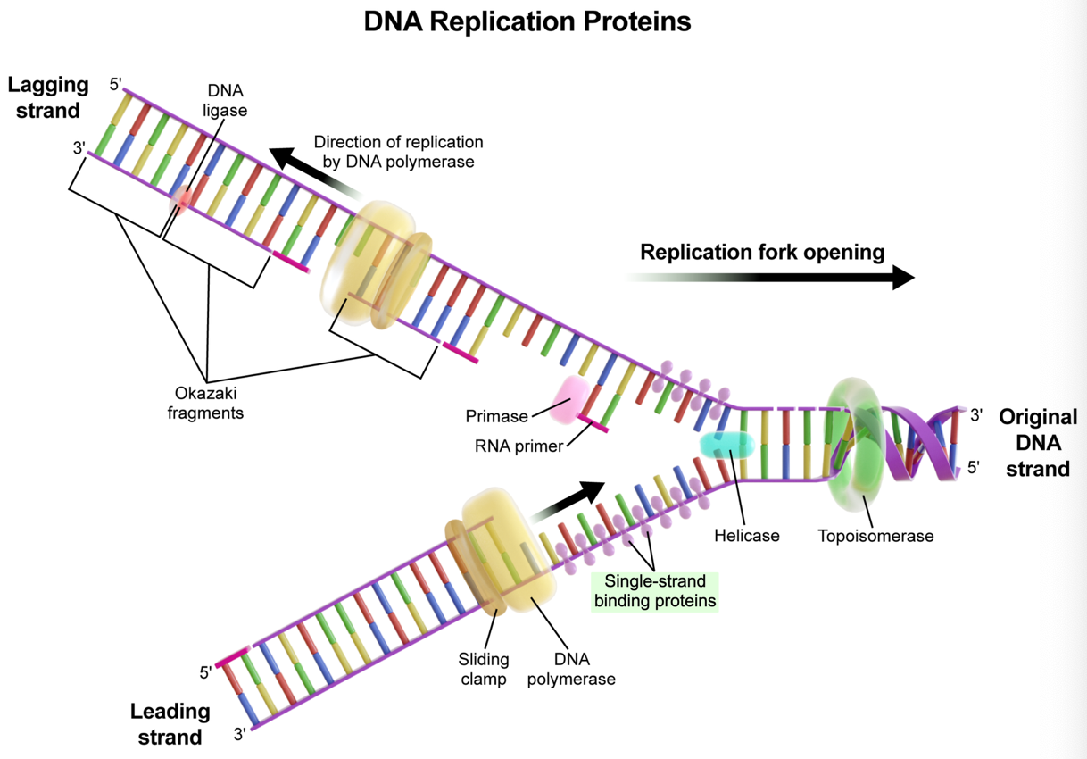 <p><strong>E. Single-stranded binding proteins</strong> | after <em>DNA helices </em>separates the DNA double helix, single-strand binding proteins attach to each strand of unzipped DNA in order to keep them separated and prevent both strands from snapping back together. Therefore, single-strand binding proteins help to maintain DNA in a single-stranded state, allowing DNA polymerase to synthesize new DNA</p><p><em>A. DNA ligase…joins DNA fragments together, creating continuous phosphodiester bonds between them; ex: during DNA replication, the lagging strand is composed of short segments known as Okazaki fragment, which are synthesize in a discontinuous manner. The enzyme DNA ligase joins these fragments together.</em></p><p><em>B. DNA helicase…is an enzyme that “unzips” the wound DNA double helix by breaking the H-bonds b/n complementary nitrogenous bases. Helicase separates the strands of a DNA double helix, but it does not maintain the single-stranded state</em></p><p><em>C. topoisomerase…as helices unzips the wound DNA double helix, it creates tension ahead of the replication fork as the strands separate (refer to as supercoiling). Topoisomerase creates small nicks within the DNA. double helix in order to relieve this tension.</em></p><p><em>D. DNA sliding clamp…sliding clamp proteins help DNA polymerase (the enzyme that adds new nucleotides) stay attached to the template strand.</em></p>