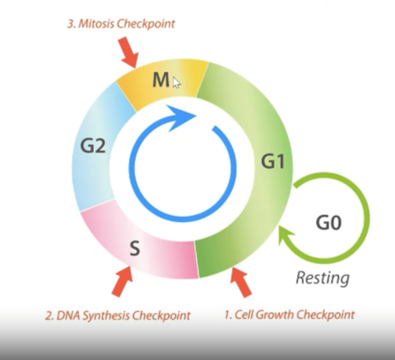 <p>- Through the cell cycle</p><p>- Growth factor receptor signalling.</p>