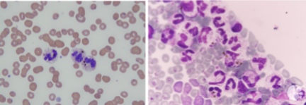 <p>What is the structure and what cell is it in?</p>