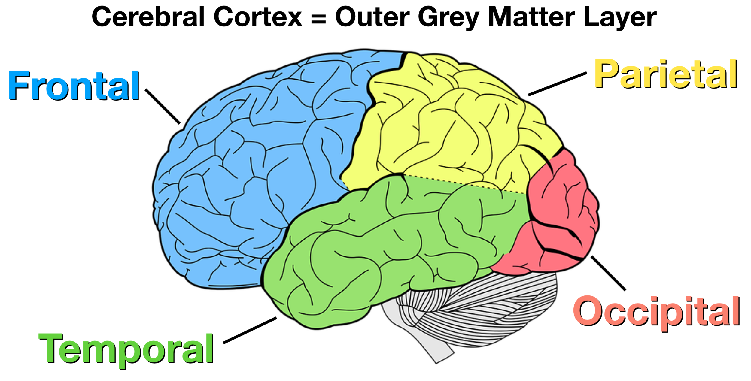 <p>What is the parietal lobe’s most significant area, and what does it do?</p>