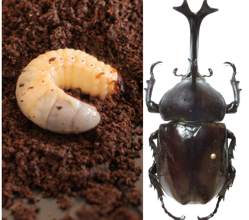 <p><span>To the left is a juvenile larva of the species </span><em>Allomyrina dichotoma</em><span>, the Japanese rhinoceros beetle. &nbsp;An adult of the same species is on the right. &nbsp;</span><br><span>What type of </span><strong>development </strong><span>occurs in this species?</span></p>