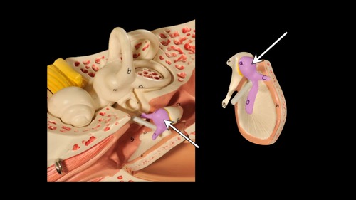 <p>(p.) middle ear; auditory ossicle</p>
