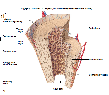 <ul><li><p>center of osteon</p></li><li><p>contains blood vessels</p></li></ul>