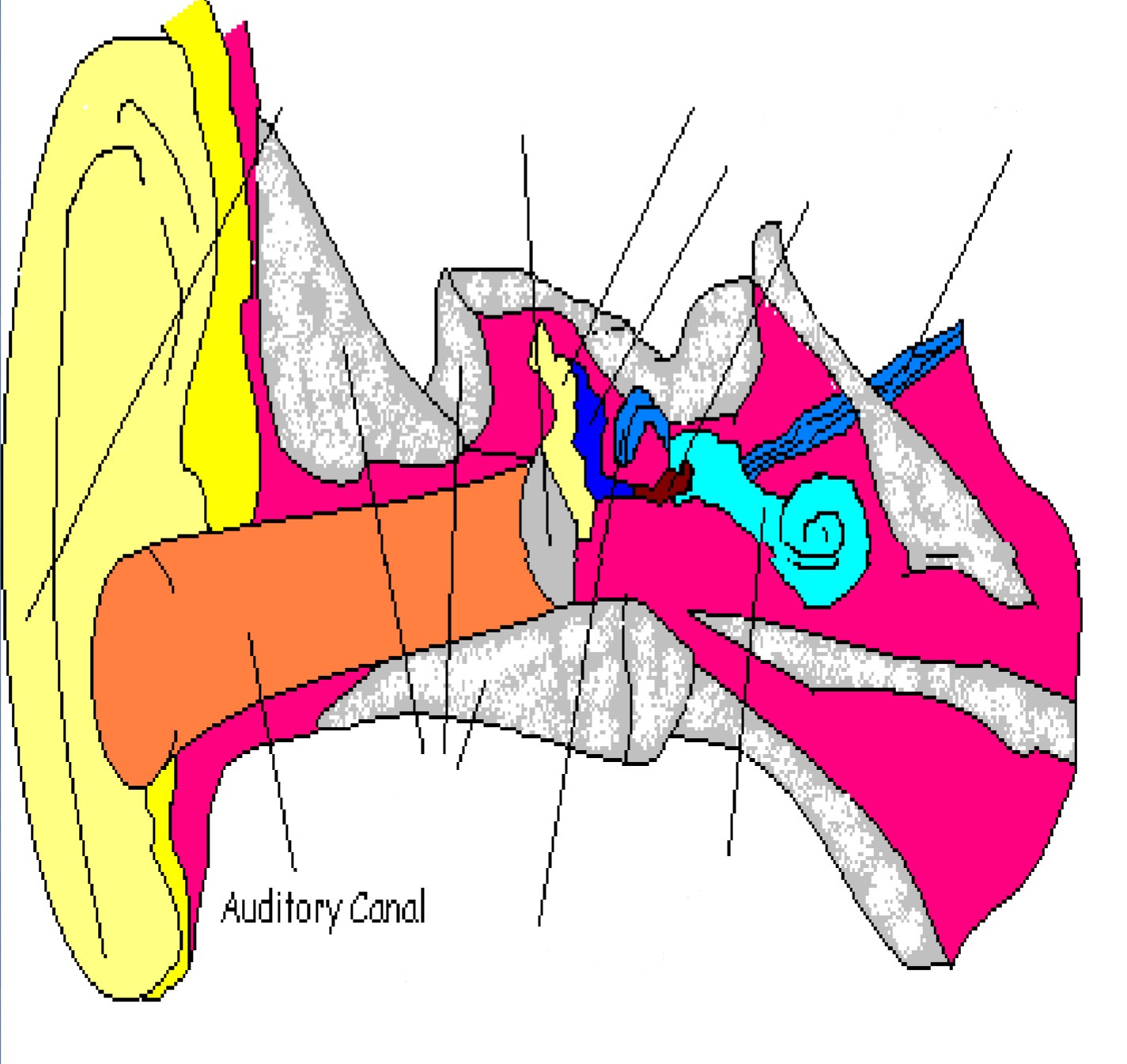 <p>Part of outer ear; canal directly inside ear</p>