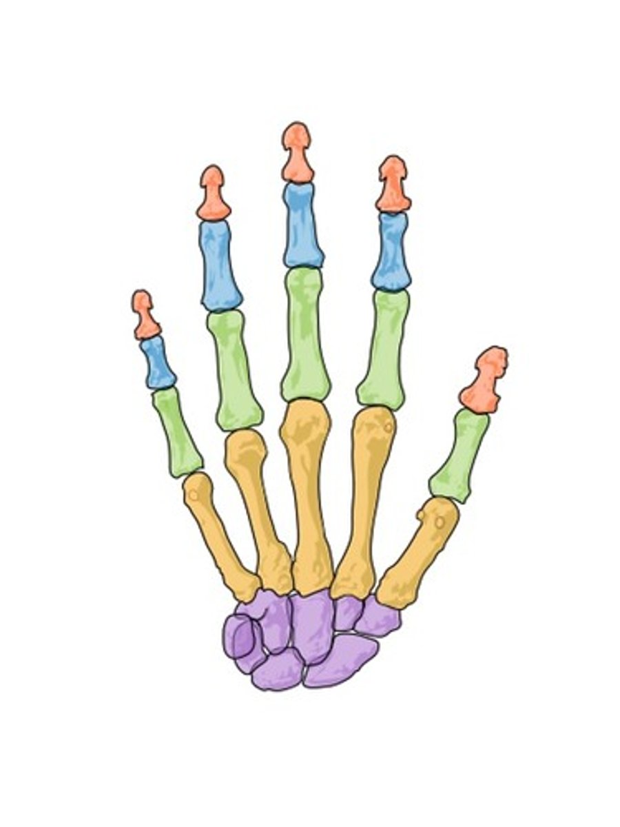 <p>ID YELLOW bones</p>