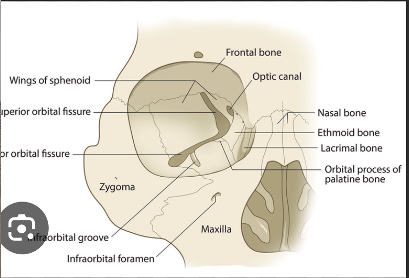 <p>It separates the orbit from the maxillary sinus. The floor of the orbit is formed by the:</p><ul><li><p>Orbital surface of the body of maxilla.</p></li><li><p>Orbital process of palatine bone.</p></li></ul><p></p><p>Sturtures:</p><ol><li><p>Inferior orbital fissure</p></li><li><p>Infraorbital groove and canal</p></li></ol><p></p>