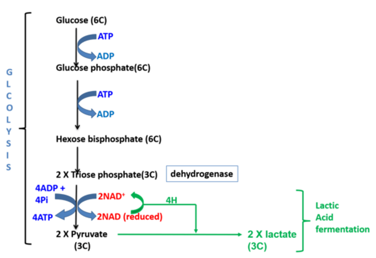 <p>1. The reduced NAD gives its hyrogen to Pyruvate.</p><p>2. This coverts the pyruvate to lactic acid.</p><p>3. The NAD has been oxidised and can accept more hydrogen from triose phosphate to keep glycolysis going.</p><p>4. That means 2 ATP can continue to be produced by glycolysis.</p><p>(This happens repeatedly.)</p>