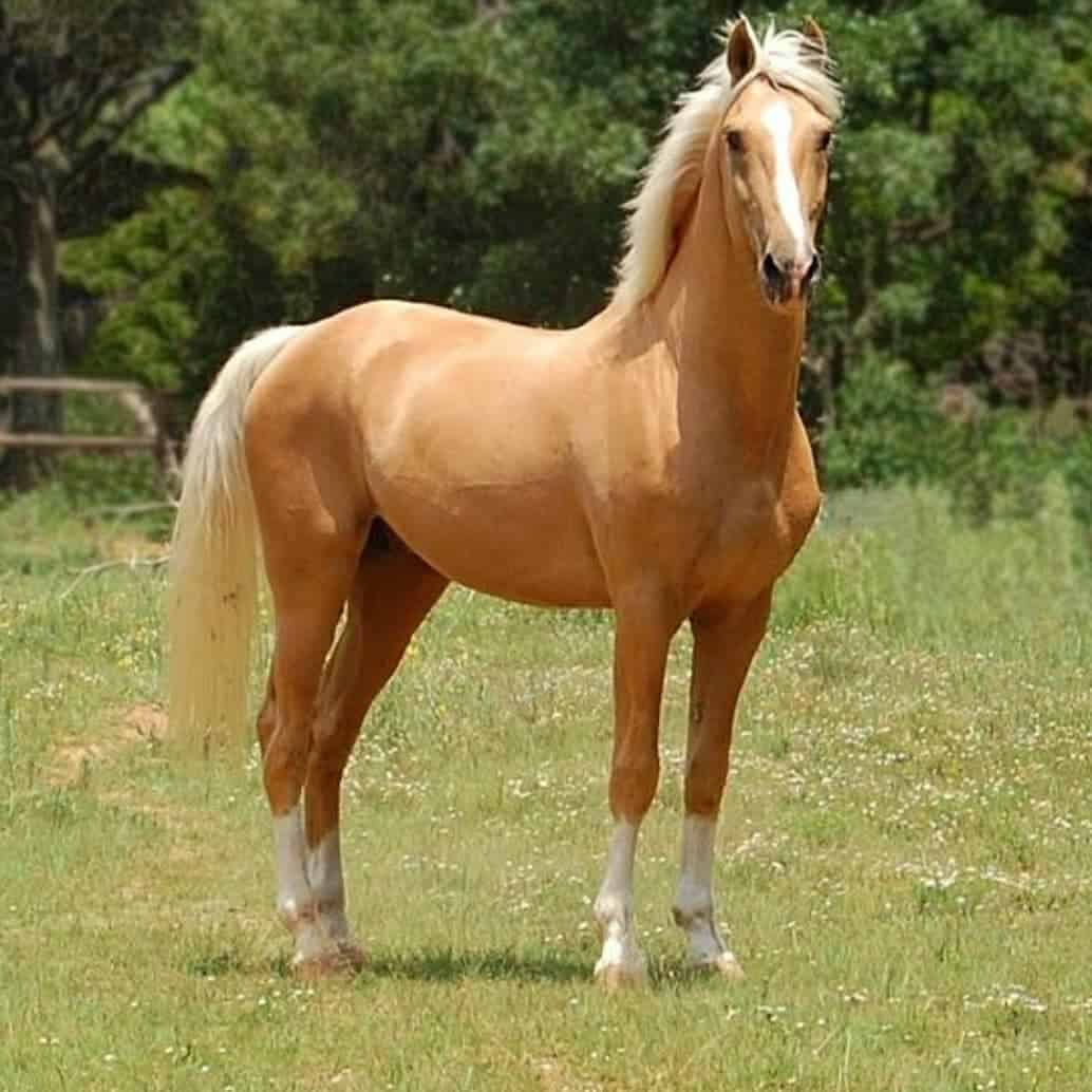<p><span style="background-color: transparent;">Golden horses with silver manes and tails</span></p><p></p>