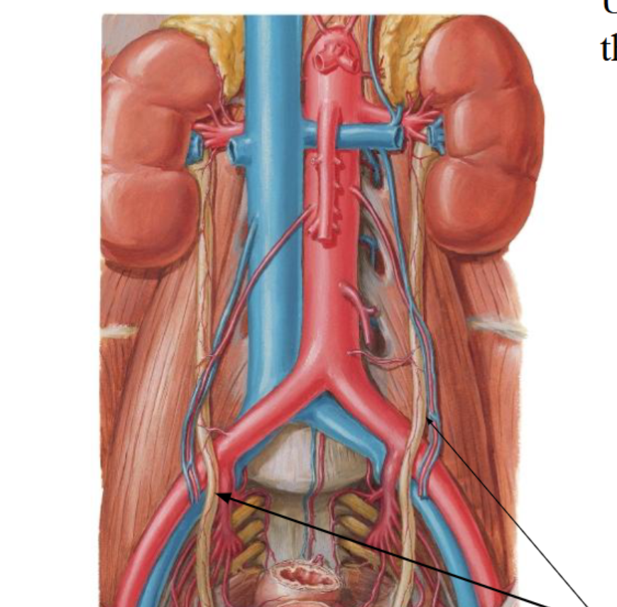 <p><strong>Ureters</strong> <strong>Function:</strong> </p><p></p>