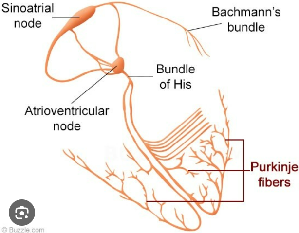 <p>forks into right and left bundle branches, pass through interventricular septum towards apex</p>