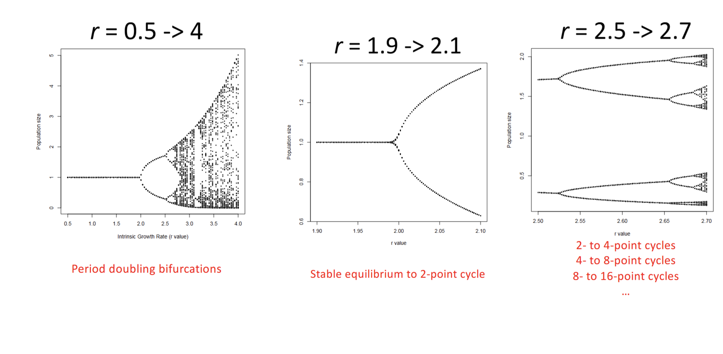 <p>→Period doubling bifurcations (r=0.5→4)</p><p>→Stable equilibrium to 2-point cycle (r=1.9→2.1)</p><p>→2 to 4 point cycles (r=2.5→2.7)</p><p>→4 to 8 point cycles (r=2.5→2.7)</p><p>→8 to 16 point cycles (r=2.5→2.7)</p>