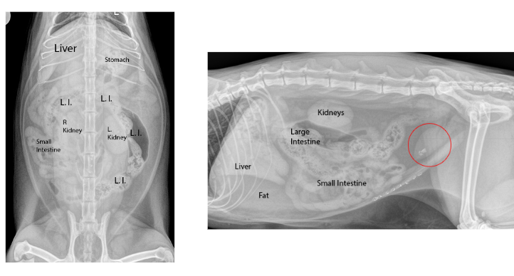 <p>diaphragm, liver, stomach, spleen, kidneys, intestines, bladder, rectum</p>