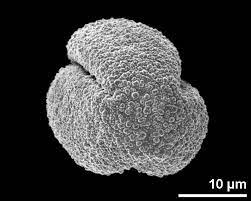 <ul><li><p>visualizes the exterior of things</p></li><li><p>utilizes electrons or imaging</p></li><li><p>black and white</p></li></ul><p></p>