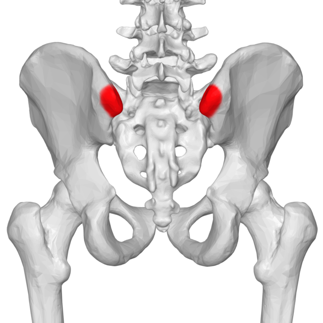 <p>cliff-like edge on the posterior side of the iliac crest</p>