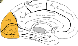 <ul><li><p>Parieto-occipital Sulcus</p></li><li><p>Calcarine Fissure</p></li><li><p>Cuneus</p></li></ul><p></p>